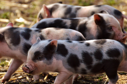 Aiとiotが子豚を圧死から守る 養豚業に生かされる中国企業の取り組み 36kr Japan 最大級の中国テック スタートアップ専門メディア