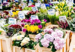 園芸を楽しむオンラインコミュニティ「花信」 ソーシャルコマースで植物の販売も