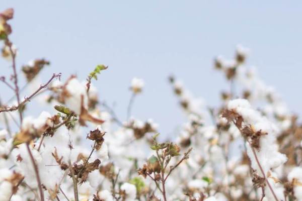綿花の生産量は世界首位 中国 Aiとiot技術で産業チェーンの効率化をサポート 36kr Japan 最大級の中国テック スタートアップ専門メディア