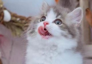 繁殖、流通、飼育プロセスをデジタル管理。ペット業界でDXの取り組み