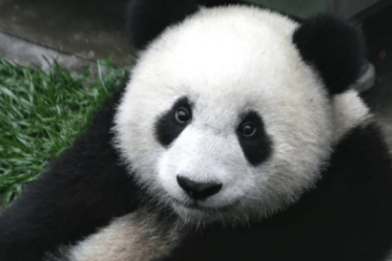 中国、野生パンダ保護に「顔認証」技術活用