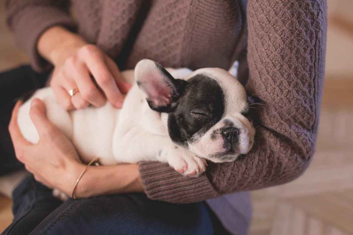 ペット業界のユニコーン「波奇網（Boqii.com）」が「PETDOG」に経営参画、オフライン戦略を強化