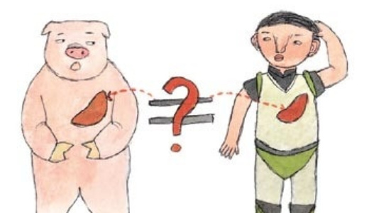 動物の臓器をヒトへ？ハーバード出身研究者が挑む臓器移植の未来、中国「啓函生物」