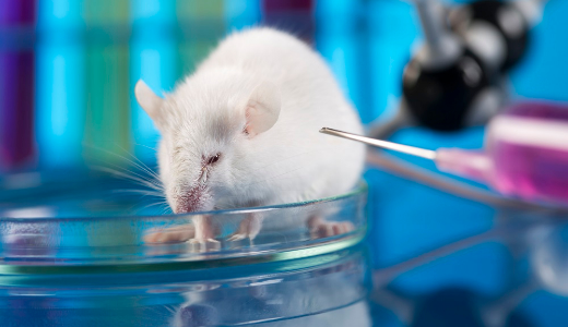 医療用実験動物プロバイダーの「集萃薬康」：シリーズAで約25億円を調達