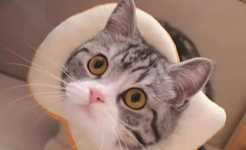 犬や猫が「家族化」、出費惜しまぬ傾向も＝ペット市場のチャンス（二）