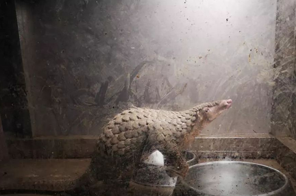 武漢市、野生動物の食用を全面的に禁止