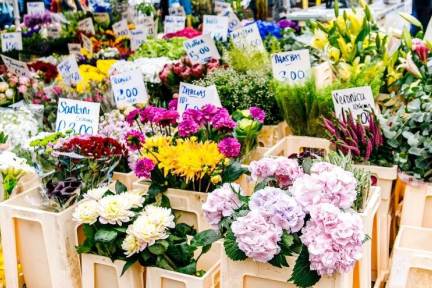 園芸を楽しむオンラインコミュニティ「花信」　ソーシャルコマースで植物の販売も