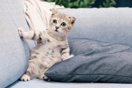 TikTok本国版「抖音」、アプリ内でバーチャルペットの飼い主に