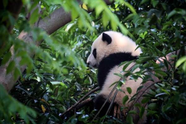 中国のパンダ監視保護システム、国連が授賞。デジタル技術で森林火災防止
