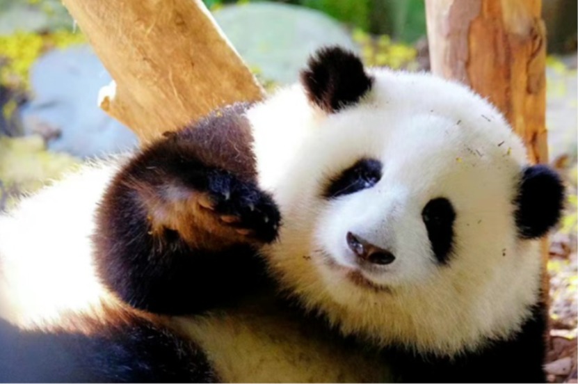 【動画】中国で高まる「パンダブーム」、日本から帰国のシャンシャンも一役