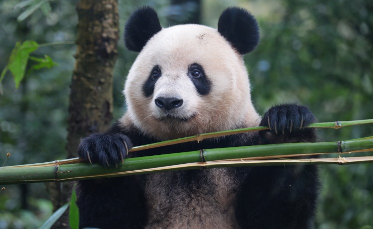 上野動物園生まれのシャンシャン、パンダ写真家との絆　261日ぶりの再会