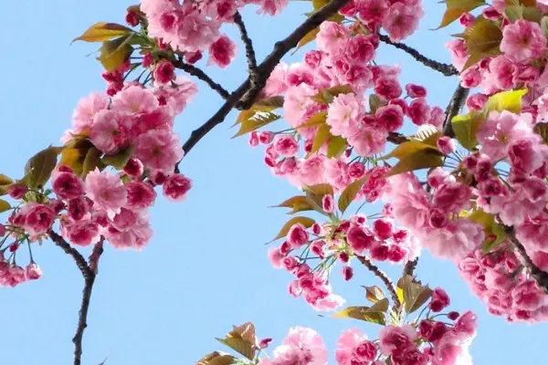 人気上昇「花見ツアー」、春の旅行市場をけん引　ニッチな場所も話題