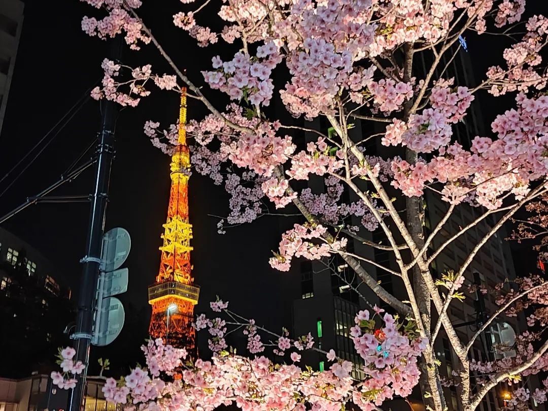 鎌倉高校前踏切、河津桜……中国版「インスタ」が生んだ観光名所