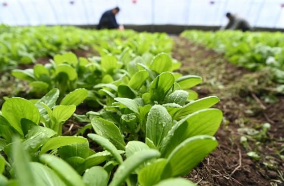 「母国の味」に執念深い中国人、世界のどこに行っても野菜を育てる⋯月面での栽培も視野に