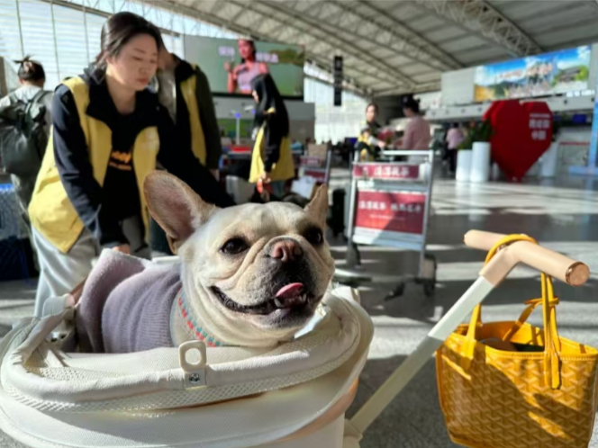 中国の航空会社、ペット同伴サービスを拡充　専用ラウンジも登場