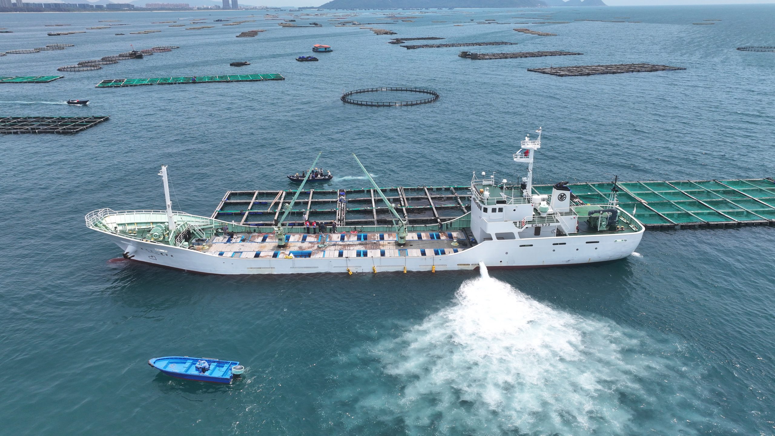 日本向けのブリ稚魚、中国・海南省から今年初出荷