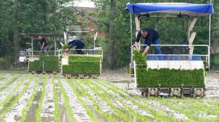 中国、豊作を支える「スマート田植え」　手作業よりも収量も10％増