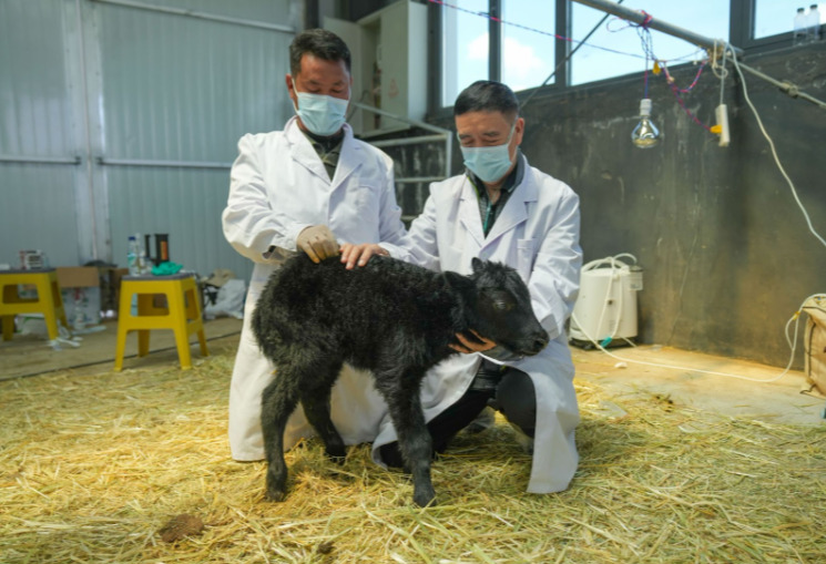 中国・チベット自治区で初のクローンヤク誕生　浙江大学などが成功